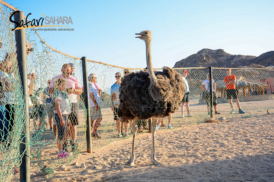 Safari in quad: gita di mezza giornata al parco del Sahara